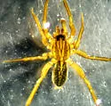 Piratula insularis