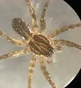 Piratula insularis - photo 2