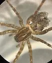 Piratula insularis - photo 3