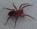 Piratula insularis - photo 4