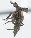 Pirhidius undescribed - photo 2