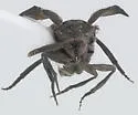 Pirhidius undescribed - photo 3
