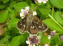 Many-spotted Skipperling - Hodges#3986.1