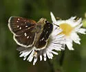 Many-spotted Skipperling - Hodges#3986.1 - photo 2
