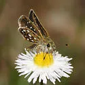 Many-spotted Skipperling - Hodges#3986.1 - photo 3