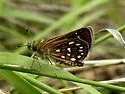 Many-spotted Skipperling - Hodges#3986.1 - photo 4