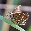 Many-spotted Skipperling - Hodges#3986.1 - photo 5
