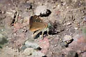 Russet Skipperling - Hodges#3983