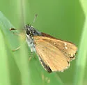 Russet Skipperling - Hodges#3983 - photo 2