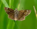 Russet Skipperling - Hodges#3983 - photo 3