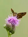 Russet Skipperling - Hodges#3983 - photo 4