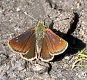 Russet Skipperling - Hodges#3983 - photo 5