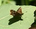 Four-spotted Skipperling - Hodges#3984