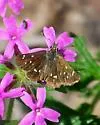 Four-spotted Skipperling - Hodges#3984 - photo 2