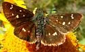 Four-spotted Skipperling - Hodges#3984 - photo 3