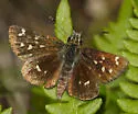 Four-spotted Skipperling - Hodges#3984 - photo 4