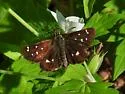Four-spotted Skipperling - Hodges#3984 - photo 5