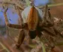 Pisaurina brevipes
