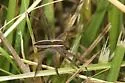 Pisaurina brevipes - photo 2