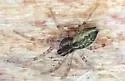 Pisaurina brevipes - photo 5