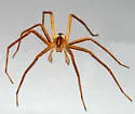 Pisaurina dubia