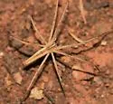 Pisaurina dubia - photo 2