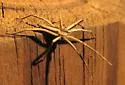 Pisaurina dubia - photo 3