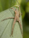 Pisaurina dubia - photo 5