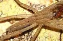 Pisaurina undulata