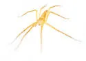 Pisaurina undulata - photo 3