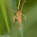 Pisaurina undulata - photo 4