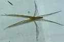 Pisaurina undulata - photo 5