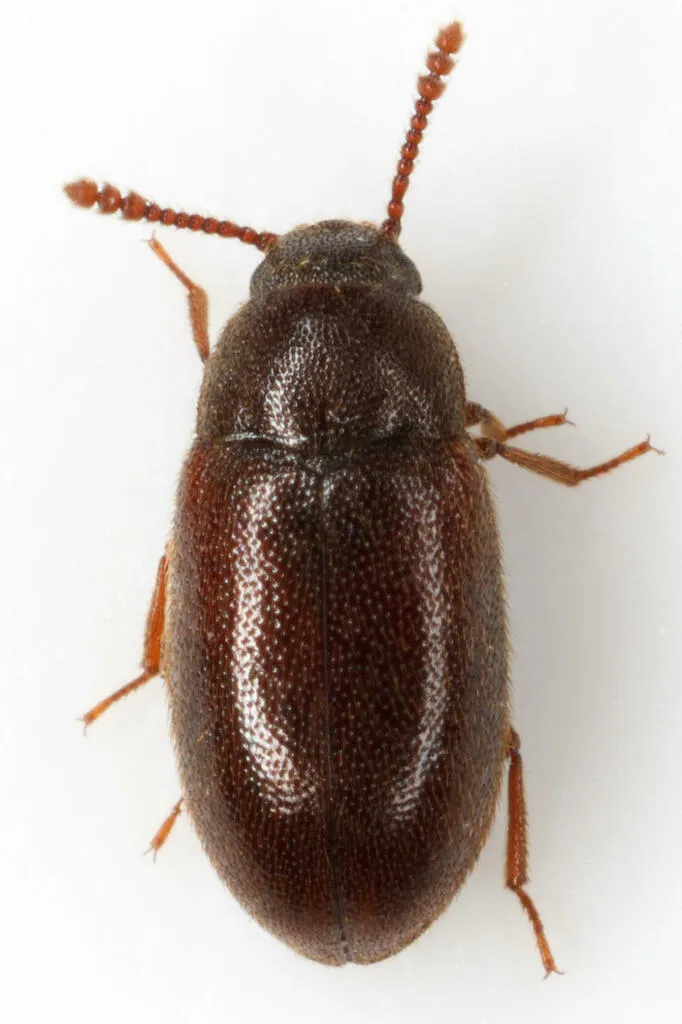 Pisenus humeralis