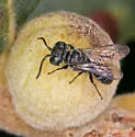 Pisonopsis birkmanni