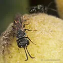 Pisonopsis birkmanni - photo 2