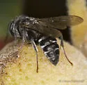 Pisonopsis birkmanni - photo 3