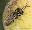 Pisonopsis birkmanni - photo 4