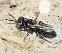 Pisonopsis triangularis - photo 2