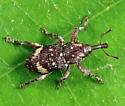 Pissodes affinis