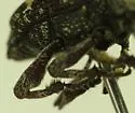 Pissodes affinis - photo 4