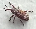 Northern Pine Weevil