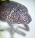 Pissodes fasciatus - photo 3