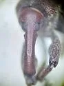 Pissodes fasciatus - photo 4