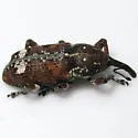 Eastern Pine Weevil