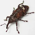 Eastern Pine Weevil - photo 2
