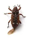 Eastern Pine Weevil - photo 3
