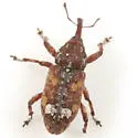 Eastern Pine Weevil - photo 4