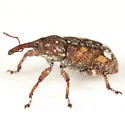 Eastern Pine Weevil - photo 5