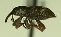 Pissodes radiatae