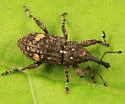 Small Spruce Weevil